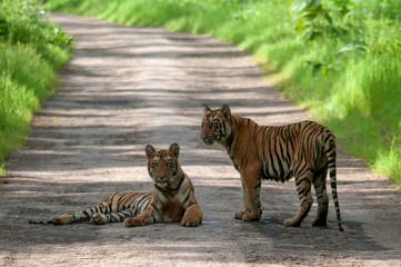 Tiger Cubs on Road at Tadoba, Chandrapur, Maharashtra, India.