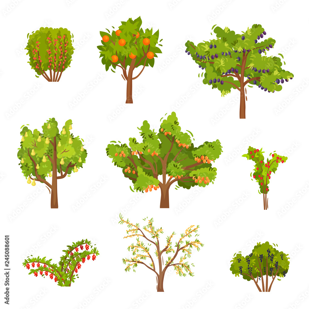 Flat vector set of fruit trees and berry bushes. Agricultural plants. Natural food. Gardening theme - obrazy, fototapety, plakaty 
