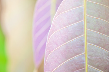 Wall Mural - Beautiful purple leaves and sunligth in the garden at summer time.