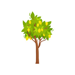 Flat vector icon of small tree with ripe lemons and green foliage. Yellow citrus fruit. Agricultural plant