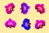 Fototapeta Motyle - Set of bright orchid flowers isolated on pastel background. Tropical floral pattern. Top view 