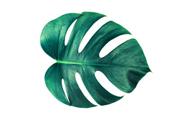 Wall Mural - Monstera leaf isolated on white background with clipping path.