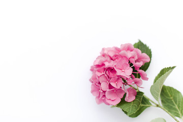 Beautiful hydrangea isolated on white background. Pink flowers hortensia are blooming in spring and summer.