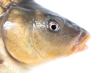 Poster - Fish carp isolated on white background