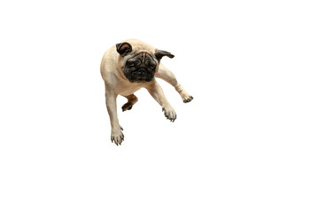 Wall Mural - Cute pet dog pug breed jumping with happiness feeling so funny and making serious face. Purebred and smart dog isolated on white background. The friendly concept