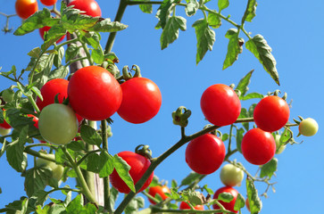 Close up of fresh red ripe tomatoes growing in the vegetable garden with beautiful blue sky background.