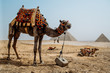 Camel and Great Pyramid of Giza