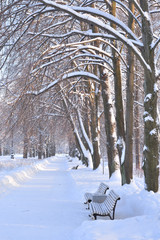 Wall Mural - Park alley at winter.