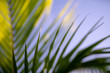 © Ian Parish Creative - Dawn Palm Fronds