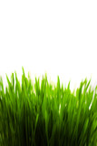 Fototapeta Na sufit - abstract green grass
