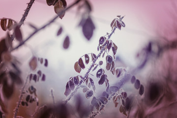 Canvas Print - Frozen tree