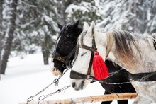 Two Horses Pulling Cart In Winter. Winter Sleigh Ride.