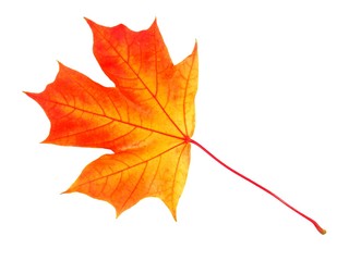 Autumn leaf on white