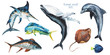 Watercolor set of hand-drawn marine illustrations - mahi-mahi fish, marlin, dolphin, whale, tuna, wahoo, stingray. Character, logo, children wallpaper, doodle. Marine clip art. Ocean, sea inhabitant.