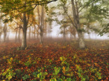 Fototapeta Krajobraz - foggy forest. Autumn sunrise in the fairy forest. scenic dawn