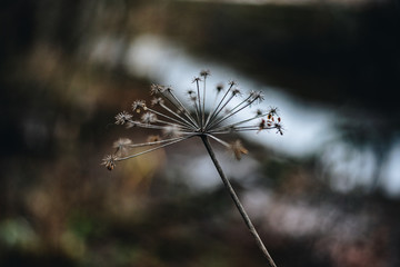  Dry grass during autumn in Scandinavia 