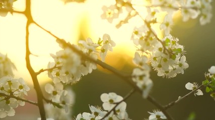 Canvas Print - cherry tree blossom background. Spring scene. Blooming plum trees in orchard. Cherry spring flowers closeup. Springtime. Slow motion 4K UHD video