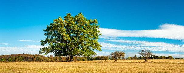 Wall Mural - Panoramic Autumn Landscape with Oak Tree on Meadow under blue sky