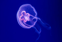 Aurelia Aurita Jellyfish Close-up In Aquarium