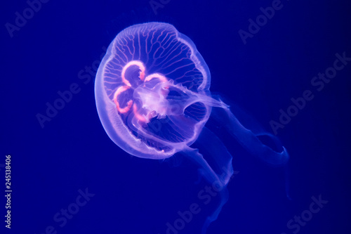 Aurelia aurita jellyfish close-up in aquarium Poster Mural XXL