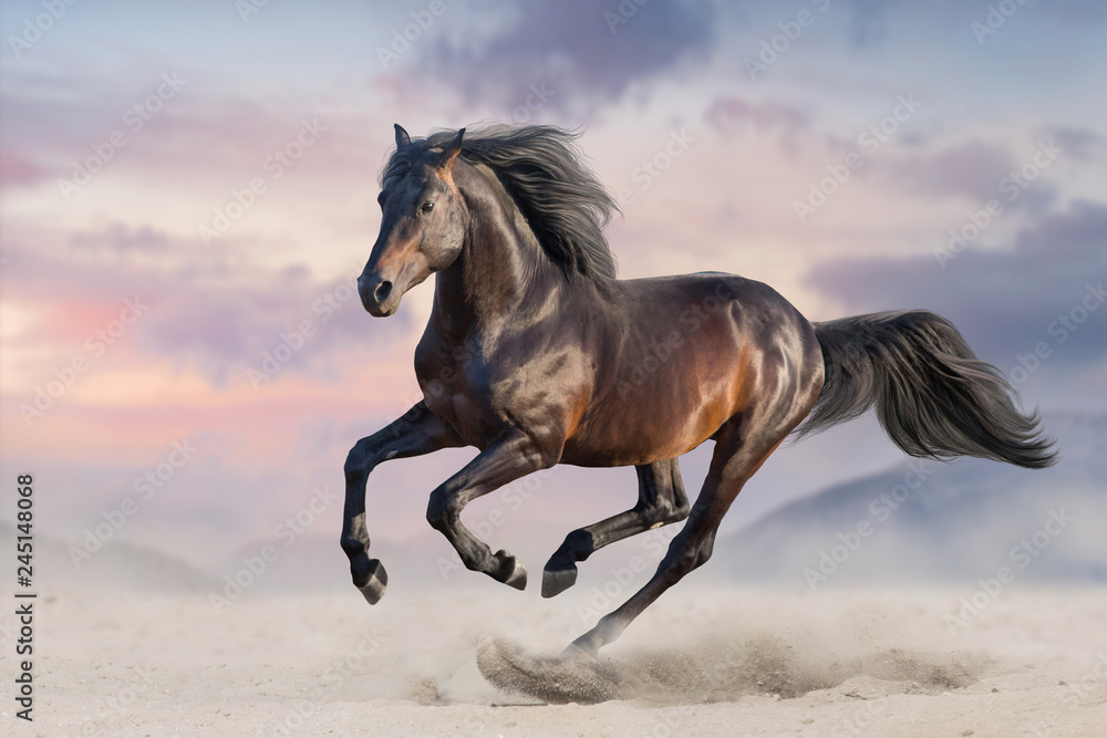 Bay horse run gallop in desert sand - obrazy, fototapety, plakaty 
