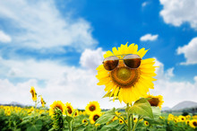 Sunflower Wearing Sunglasses With Sunflower Field Over Cloudy Blue Sky And Bright Sun Lights