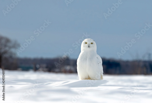 Snowy Owl Sitting In A Sunny Snow Covered Cornfield In Winter In