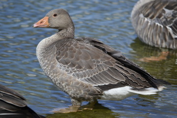 Wall Mural - Goose