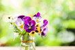 Bouquet of colorful pansies on green nature background. Beautiful and delicate flowers.