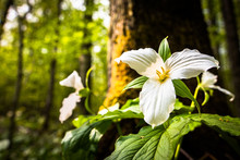 Spring Trillium Wildflower Blooming Beautiful On The Forest Floor Against A Lush Back Drop Of Leaves And Trees