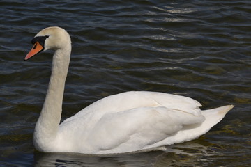 Wall Mural - swan on the lake