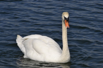 Wall Mural - swan on the lake