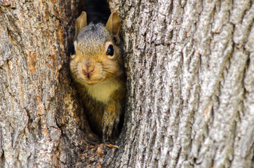 adorable squirrel peers from trunk of hollow tree with innocent and curious eyes