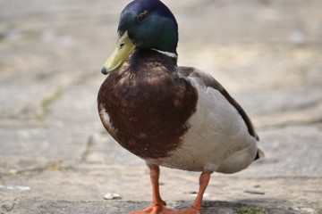 Wall Mural - mallard duck