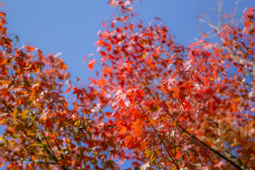 Beautiful background of seasonal colorful trees with copy space blue sky in autumn style at Yufuin. Oita, kyushu, Japan