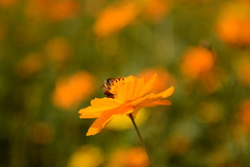 Macro photo of a bee close up, starburst flower summer yellow leaf field background grass flowers nature season garden park.