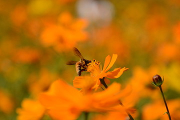 Macro photo of a bee close up, starburst flower summer yellow leaf field background grass flowers nature season garden park.