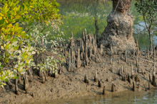 Mangrove Respiratory Roots - Pneumatophores In Sundarbans In India