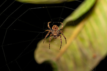 Spider on spider web in india