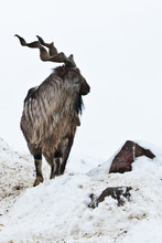 Mountain Goats (Markhor) Among The Snow And Rocky Ledges Against The White Sky