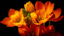 A Bouquet Of Bright Orange Ornithogalum Flowers.
