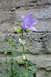 A bellflower, campanula and a brick wall in the background