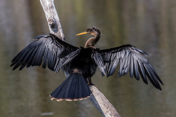 Anhinga (ANHINGA anhinga) on branch drying wings