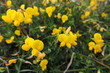 Birdsfoot trefoil, Lotus corniculatus, a wild yellow flowers in bloom