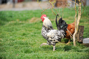 Canvas Print - Primptemps poule volaille