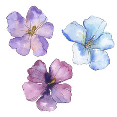 Blue purple flax. Floral botanical flower. Watercolor background illustration set. Isolated flax illustration element.