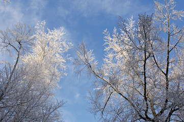 Sticker - arbre neige hiver