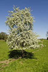 Sticker - environnement arbres bois 