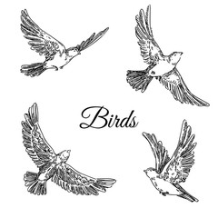 Set of flying birds. Sketch. Engraving style. Vector illustration.