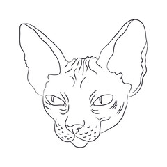 Wall Mural - cat portrait, lines, vector,